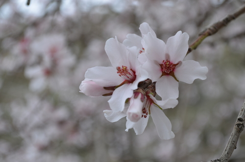 Prunus bucharica