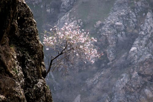 Prunus bucharica (Bukhara almond) — photo
