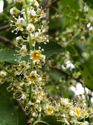 Prunus buergeriana — photo