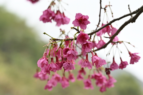 Prunus campanulata