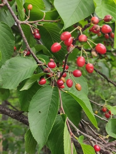 Prunus campanulata (Taiwan cherry) — photo