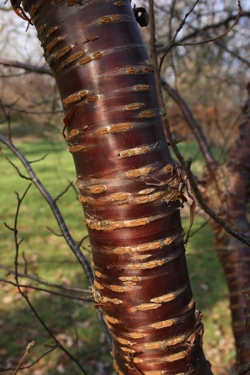 Prunus canescens (Greyleaf cherry) — photo