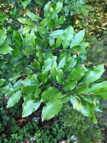 Prunus caroliniana (Wild orange) — photo