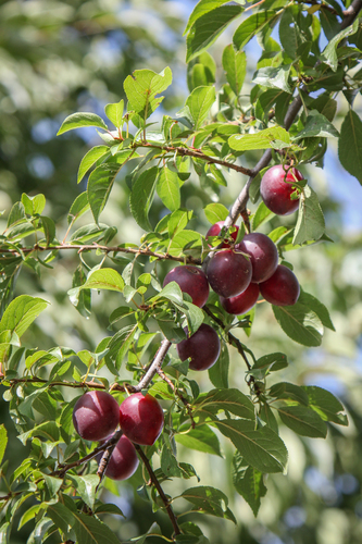 Prunus cerasifera (Myrobalan plum) — photo