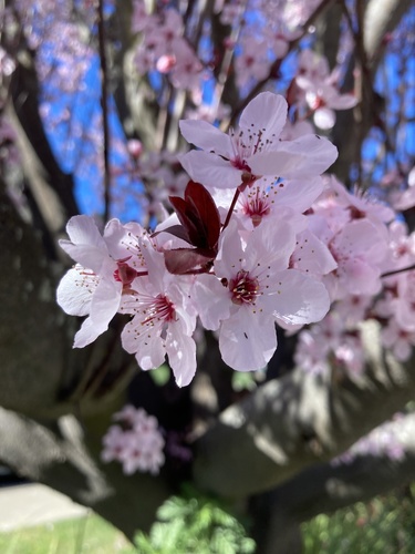 Prunus cerasifera (Myrobalan plum) — photo