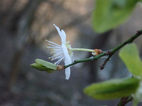 Prunus cerasifera x Prunus salicina (Methley plum) — photo