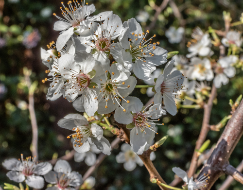 Prunus cerasifera x Prunus salicina (Methley plum) — photo