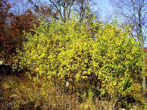 Prunus cerasifera