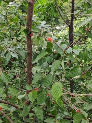 Prunus cerasoides (Himalaya Wild Cherry) — photo