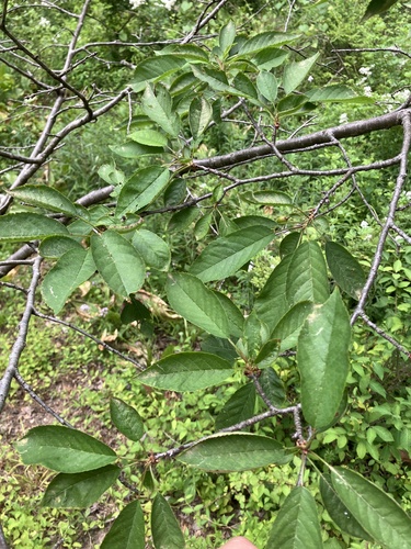 Prunus cerasus var. amareno (Amarena) — photo