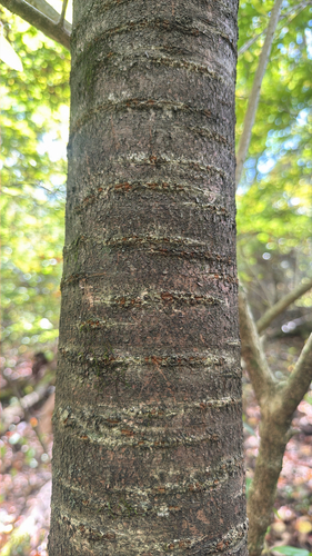 Prunus cerasus var. amareno