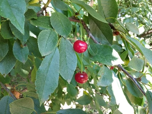 Prunus cerasus var. austera (Morello cherry) — photo