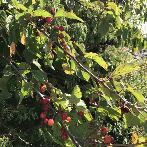 Prunus cerasus var. frutescens (Bush sour cherry) — photo