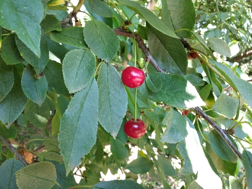 Prunus cerasus var. humilis (Tien-Shan cherry) — photo