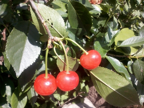 Prunus cerasus var. humilis