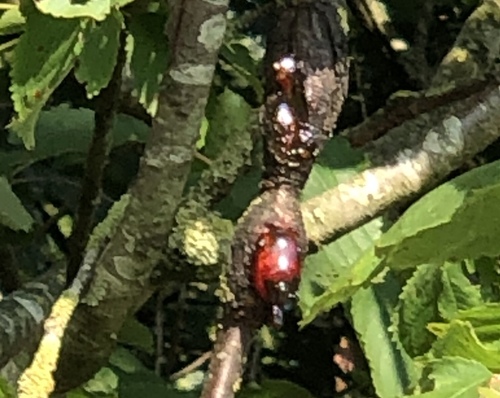 Prunus cerasus var. marasca (Maraschino cherry) — photo