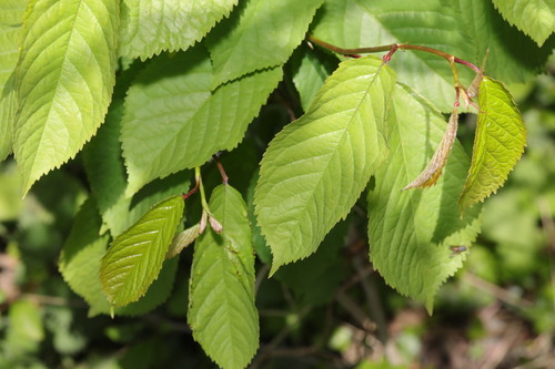 Prunus cerasus