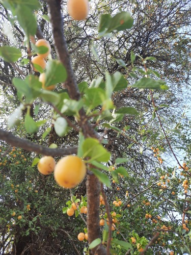 Prunus cocomilia (Cocomilla plum) — photo