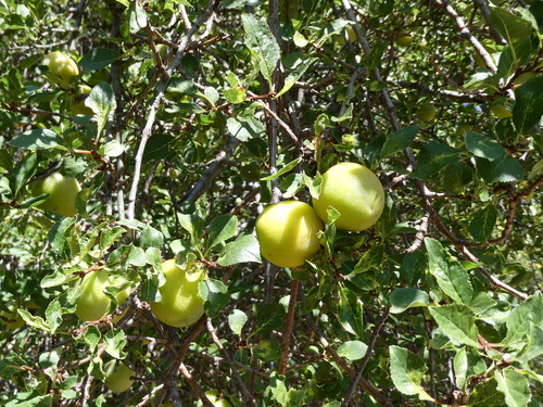 Prunus cocomilia (Cocomilla plum) — photo