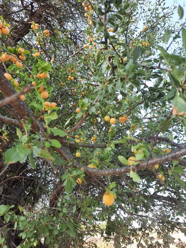 Prunus cocomilia