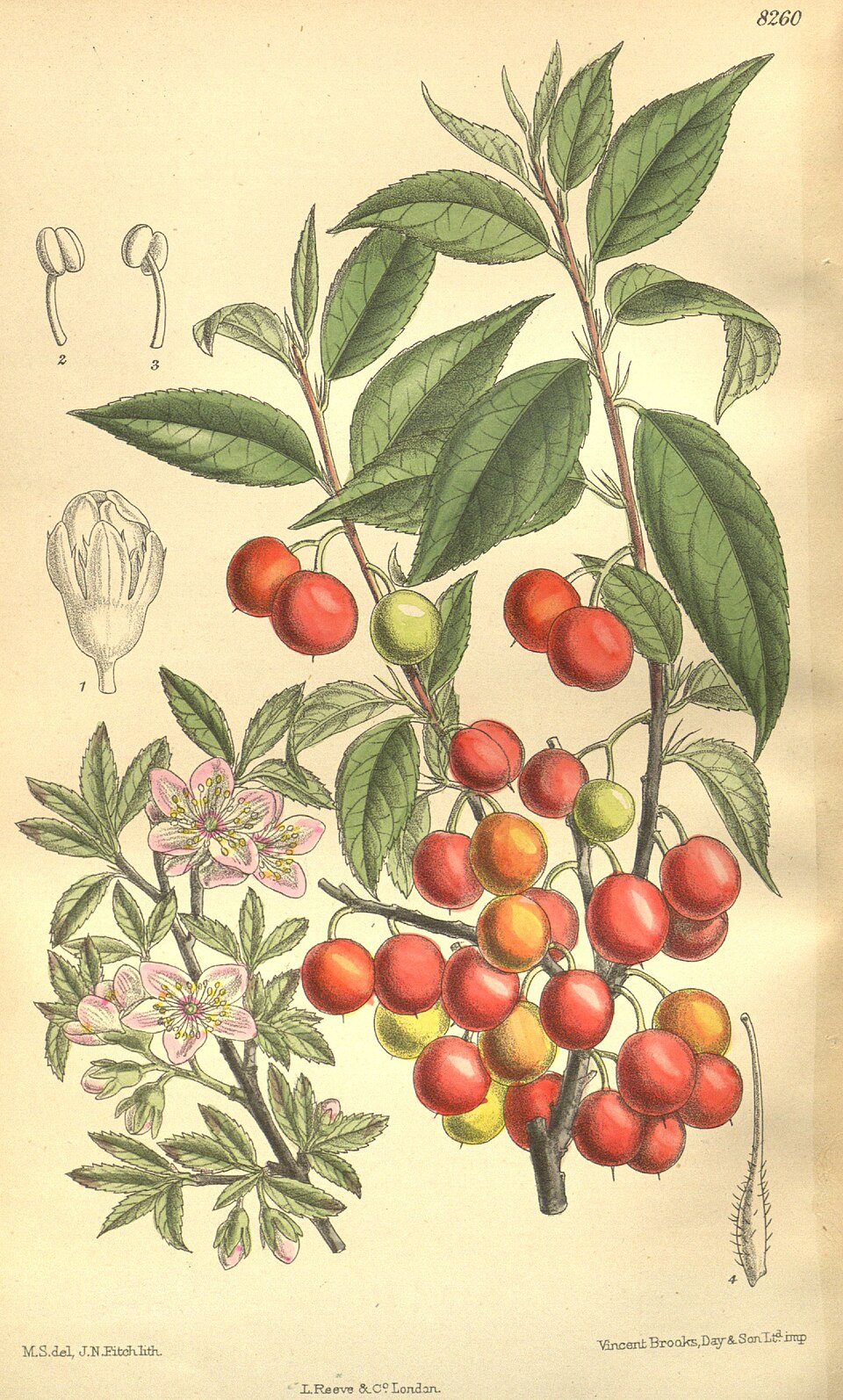 Prunus consociiflora (Chinese wild peach) — photo