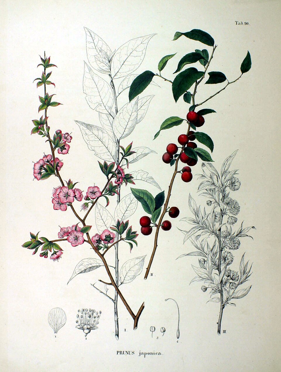 Prunus consociiflora