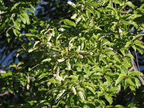 Prunus cornuta (Himalayan bird cherry) — photo