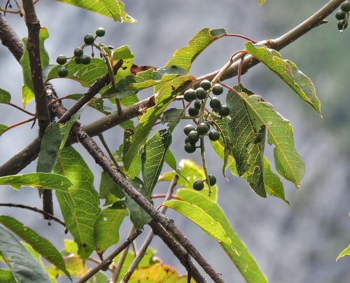 Prunus cornuta