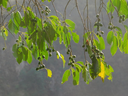 Prunus cortapico — photo