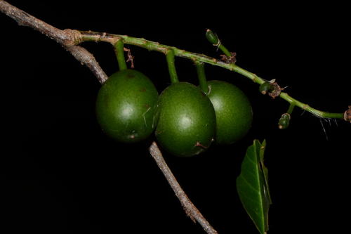 Prunus cortapico — photo