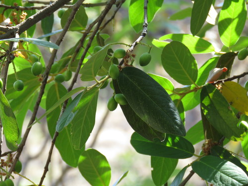 Prunus cortapico