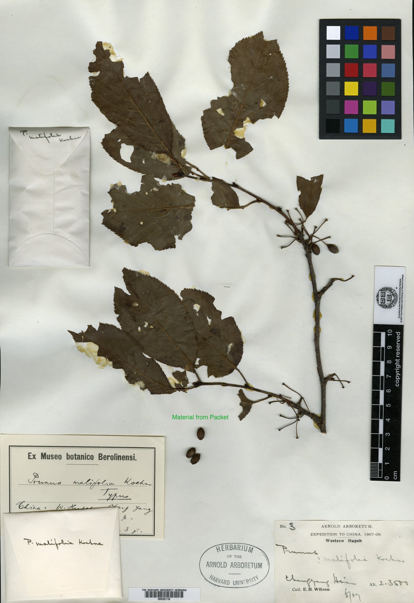 Prunus cyclamina — photo