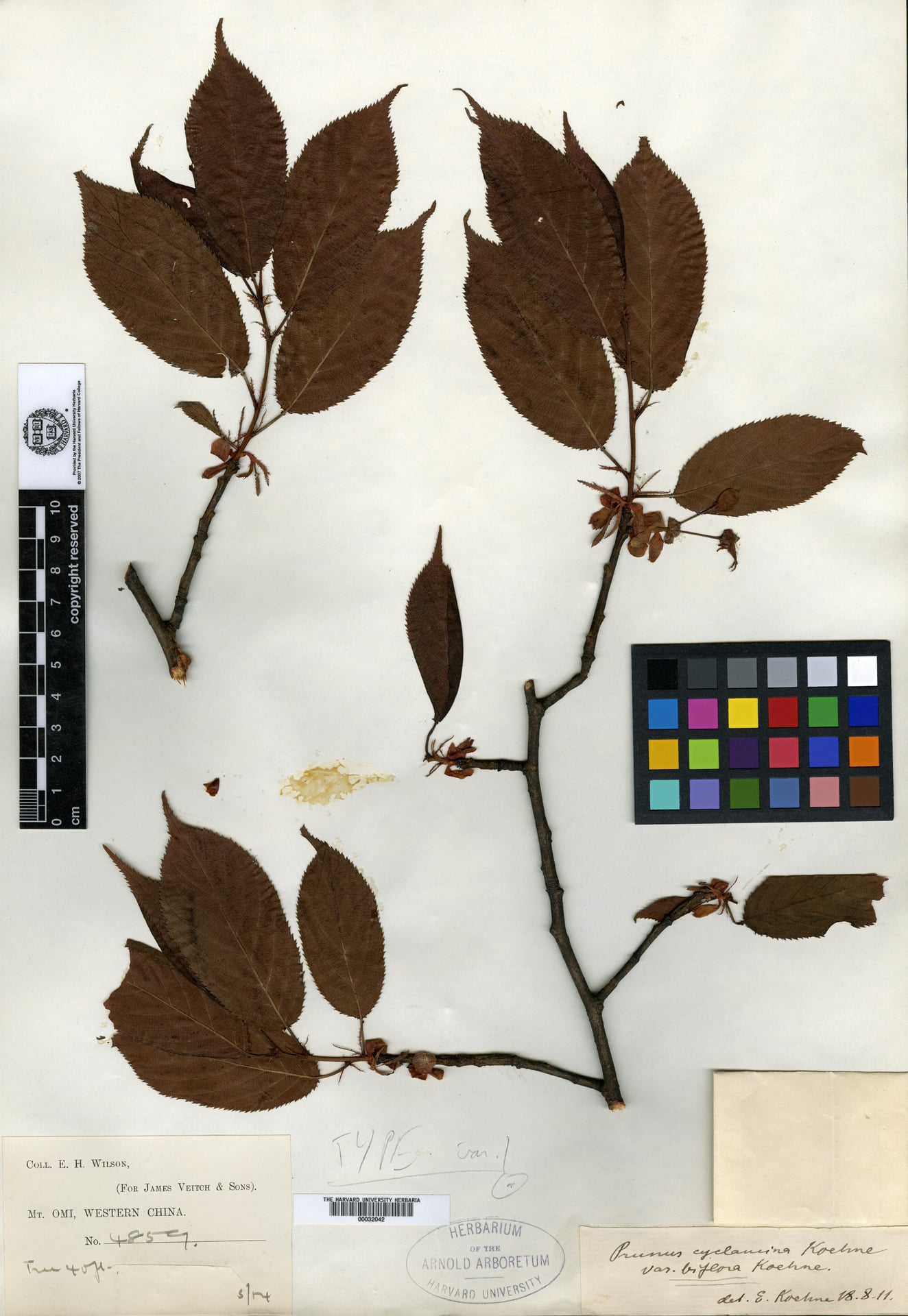 Prunus cyclamina — photo