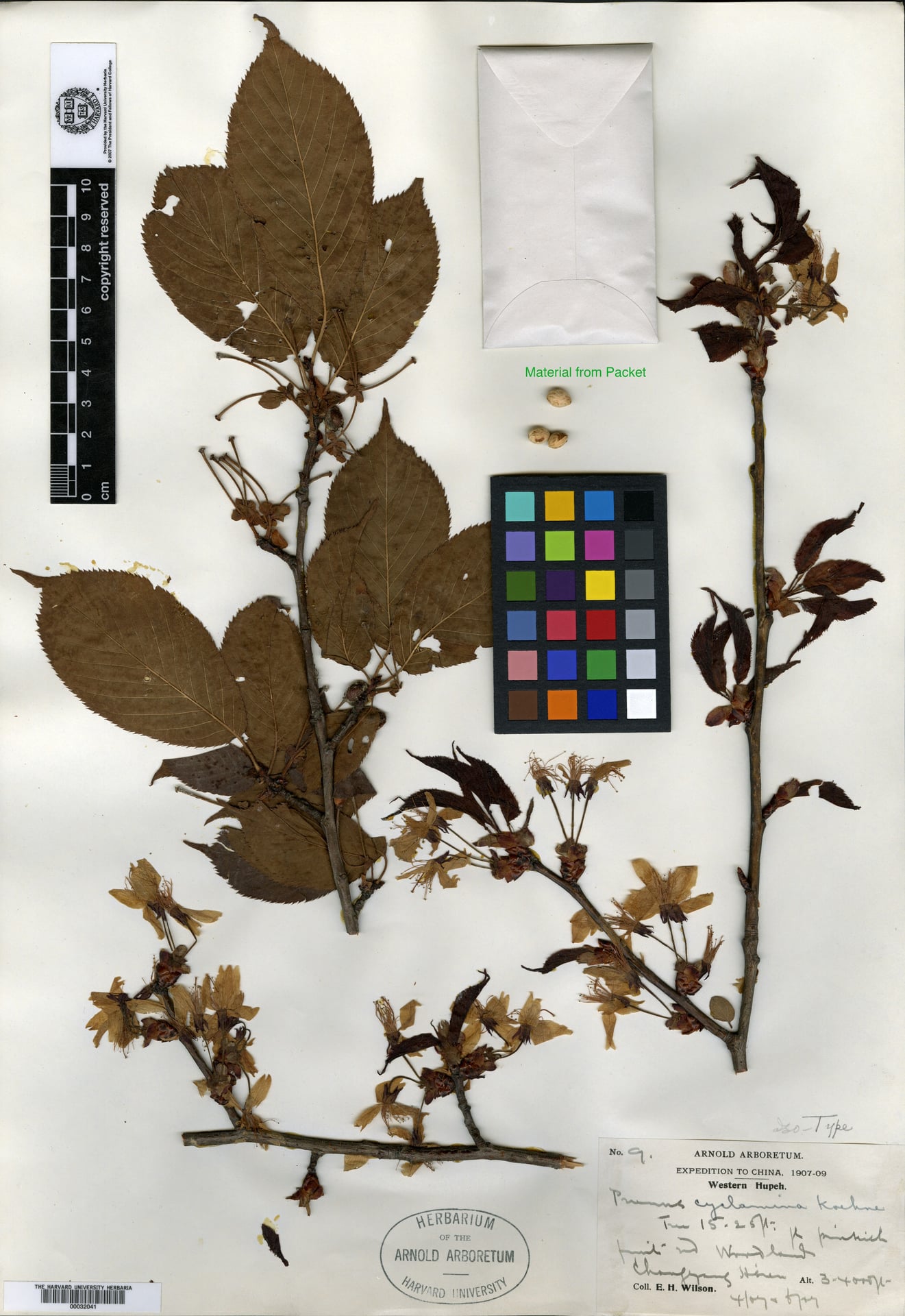 Prunus cyclamina