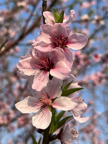 Prunus davidiana (David peach) — photo