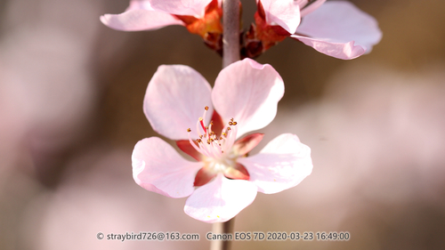 Prunus davidiana (David peach) — photo