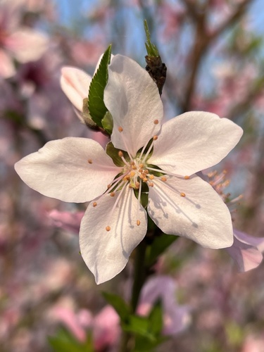 Prunus davidiana