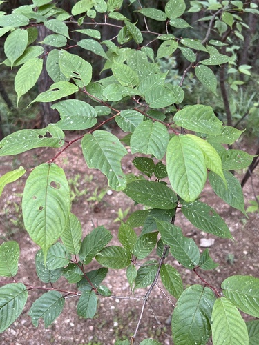 Prunus dielsiana — photo