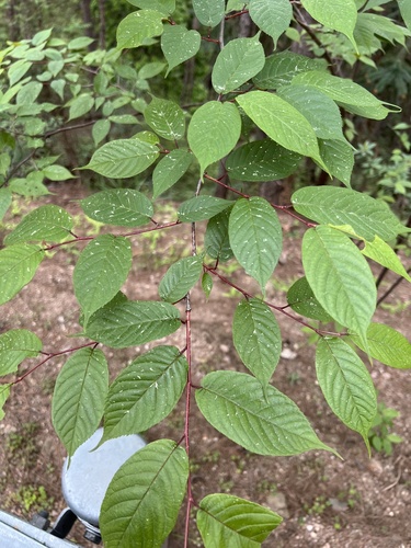 Prunus dielsiana — photo