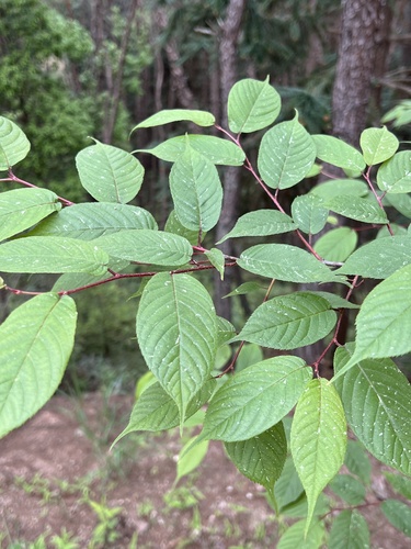 Prunus dielsiana