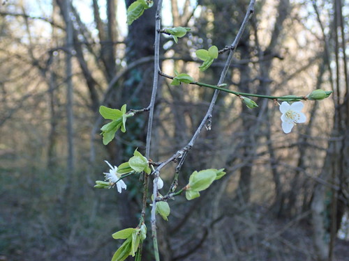 Prunus divaricata (Erik) — photo