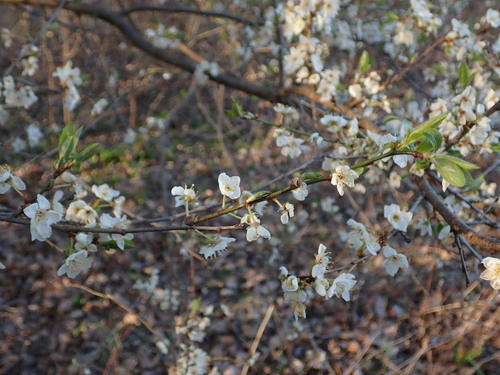 Prunus divaricata