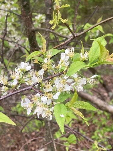 Prunus domestica (European plum) — photo