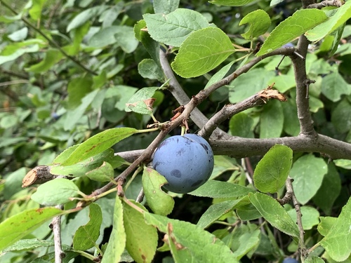 Prunus domestica subsp. insititia