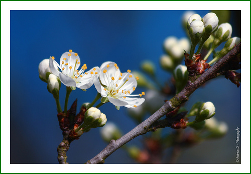 Prunus domestica subsp. insititia (Bullace) — photo