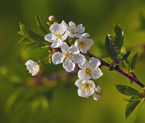 Prunus domestica subsp. insititia (Bullace) — photo