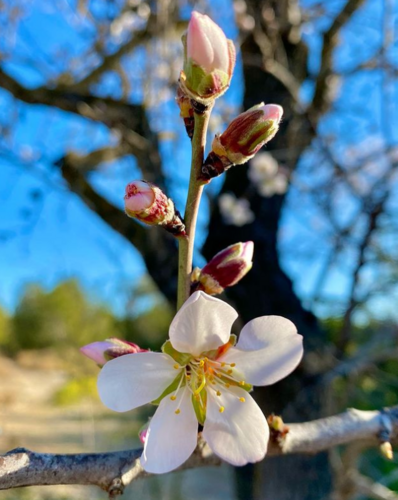 Prunus dulcis (Almond) — photo