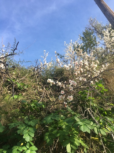 Prunus dulcis var. amygdalus (Almond) — photo