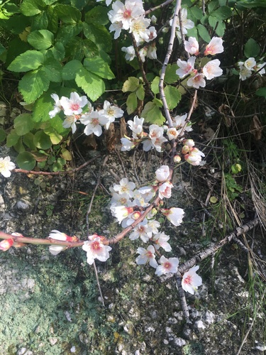 Prunus dulcis var. amygdalus