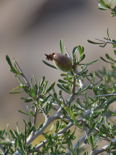 Prunus eburnea (Wild almond) — photo